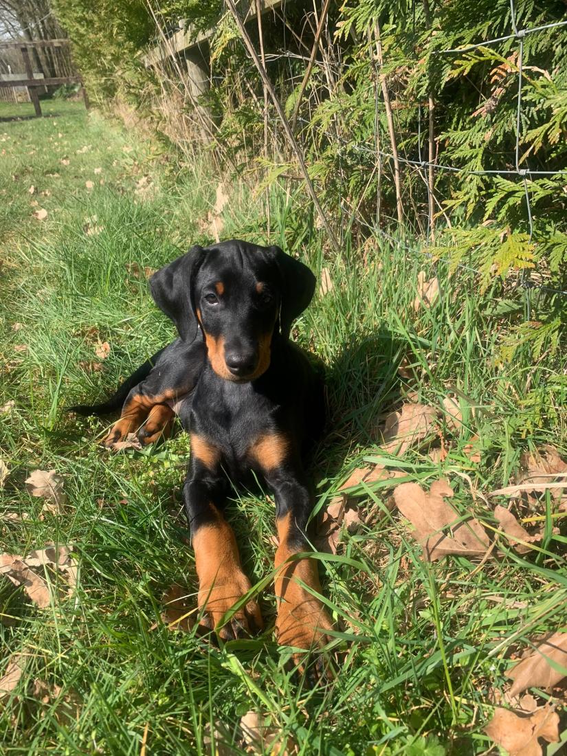 Dobermann Welpe