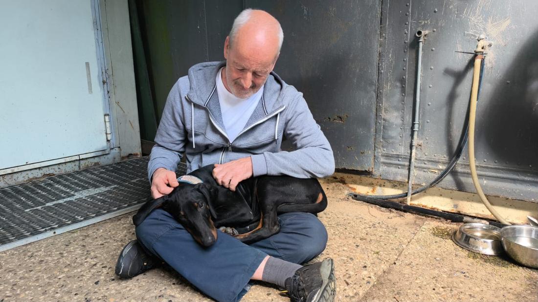Erste Begegnung mit dem neuen Dobermann-Welpen: Der kleine Hund liegt bei der ersten Annäherung bereits vertrauensvoll auf dem Schoß.
