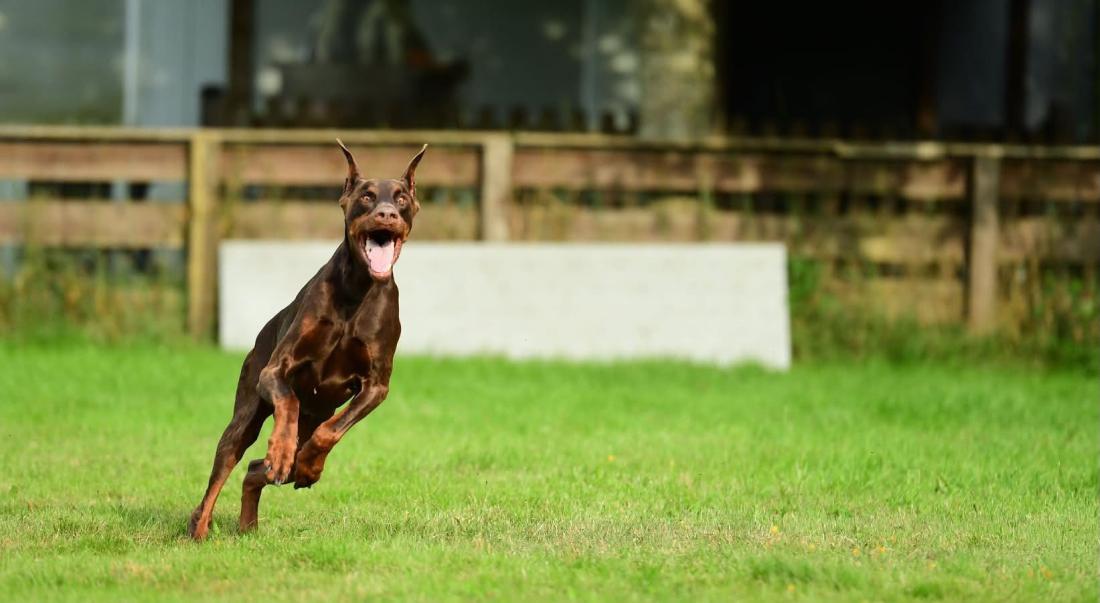 Dobermann in voller Aktion auf dem Hundeplatz