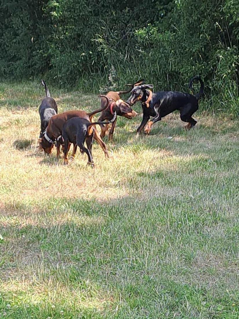 Welpen aufm Welpenplatz